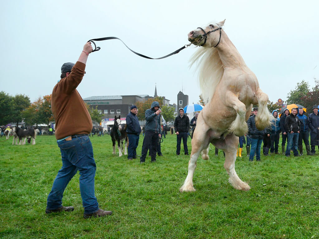 Ballinasloe International October Fair & Festival 2026 Ballinasloe International October Fair & Festival 2026